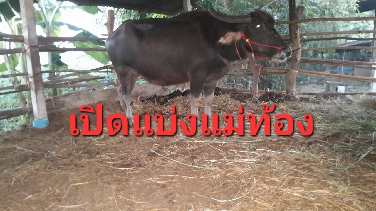 EP8เปิดแบ่งแม่ท้องสูง130อ่างใหญ่ๆ