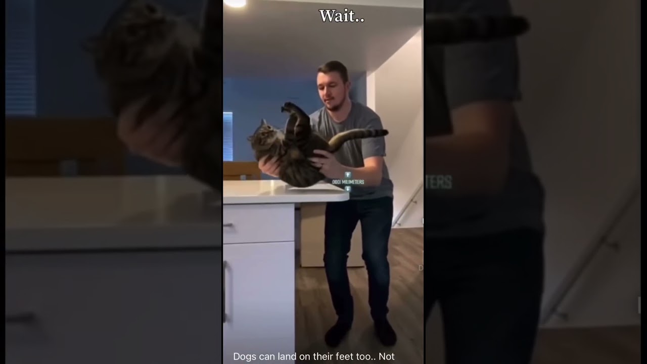 Can dogs land on there feet #dogs #doggos #cutedogs #shorts #subscribe