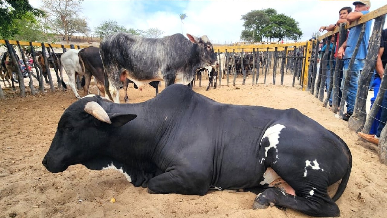 FEIRA DO GADO NO BOLA EM PANELAS-PE  01-02-2026 #nordeste