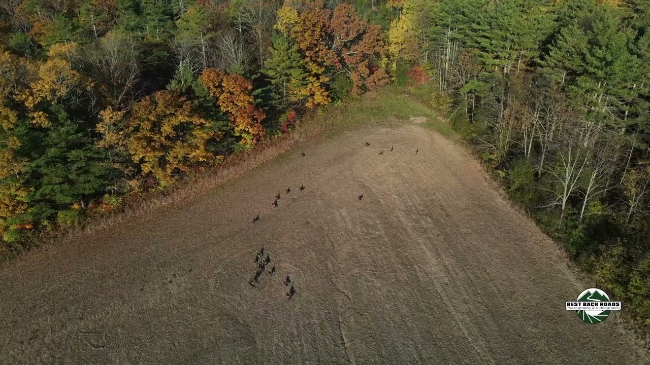 Turkeys #turkey #wildturkey #bestbackroad #naturetherapy #vermont