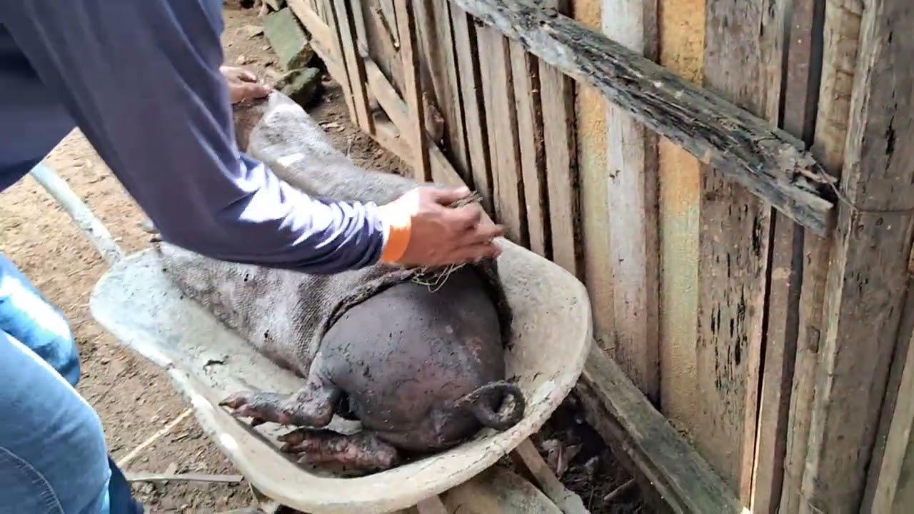 DIA DE TRABALHO NA CHÁCARA: TROCANDO OS LEITÕES DO CHIQUEIRO! 😄🐖