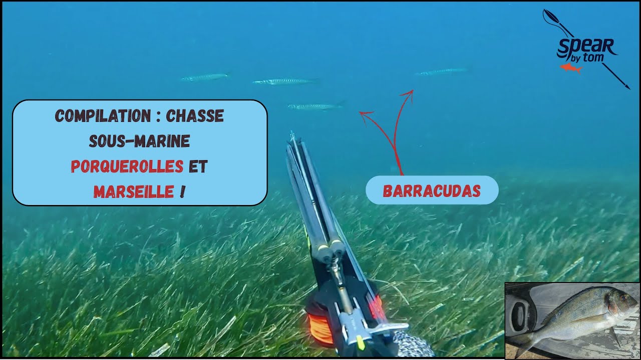 S&eacute;rioles, Barracuda, Sar... &agrave; Porquerolles et Marseille en Chasse sous-marine !
