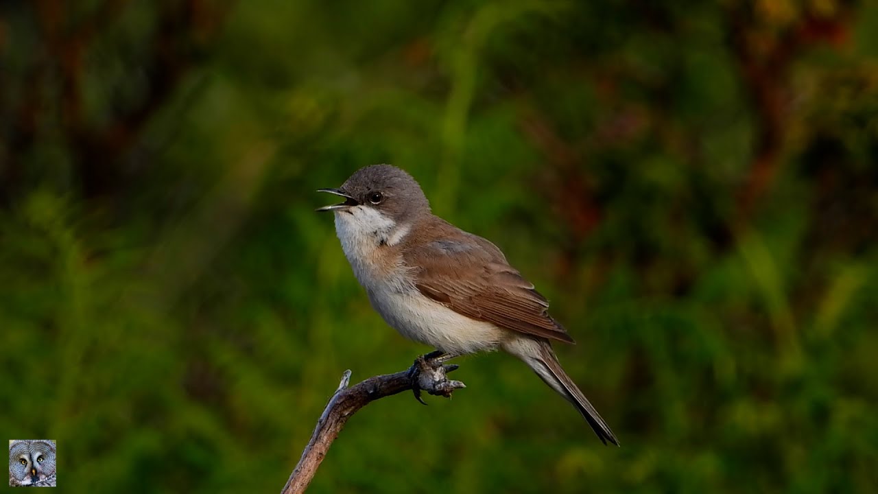 Lesser whitethroat song Møller sang Klappergrasmücke gesang Braamsluiper geluid Piegża śpiew Piegża