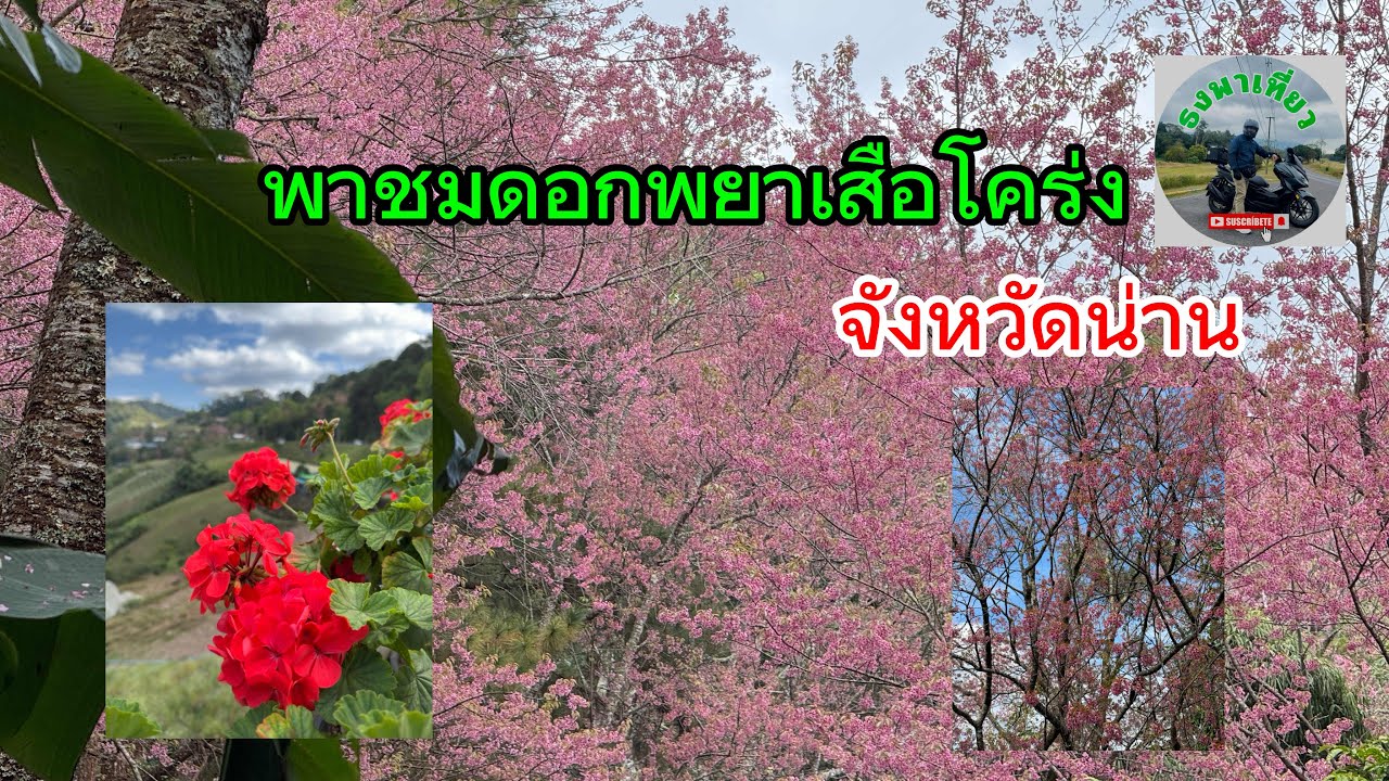 ชมดอกซากูระที่น่าน#เที่ยวน่าน#เที่ยวเหนือ#ธงพาเที่ยว