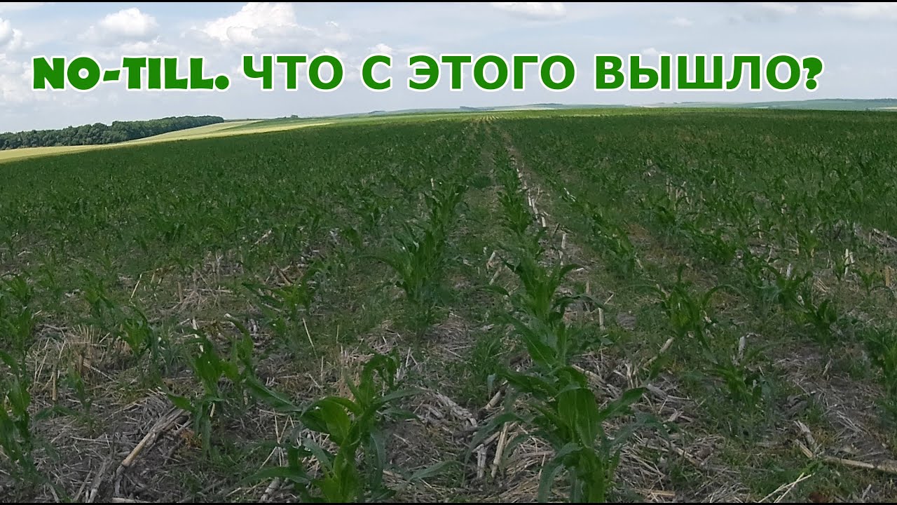 Кукуруза No-Till. Что с этого получилось...