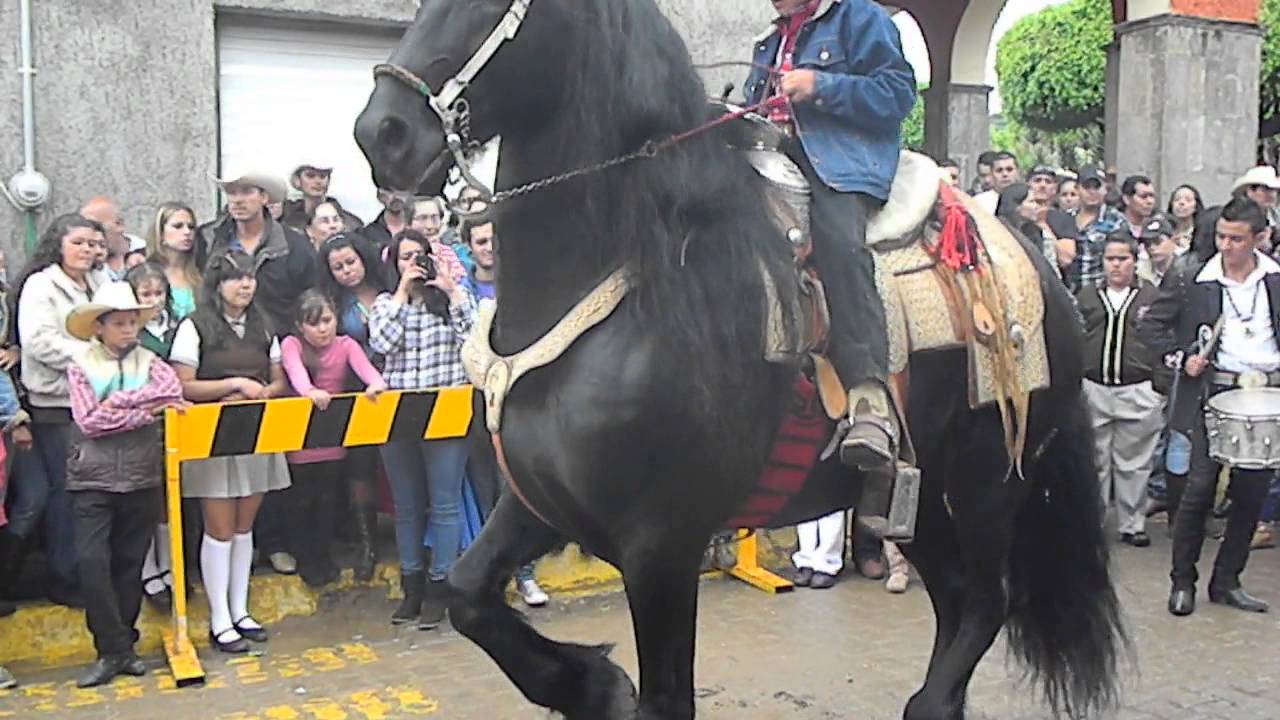 caballo Frisian bailando