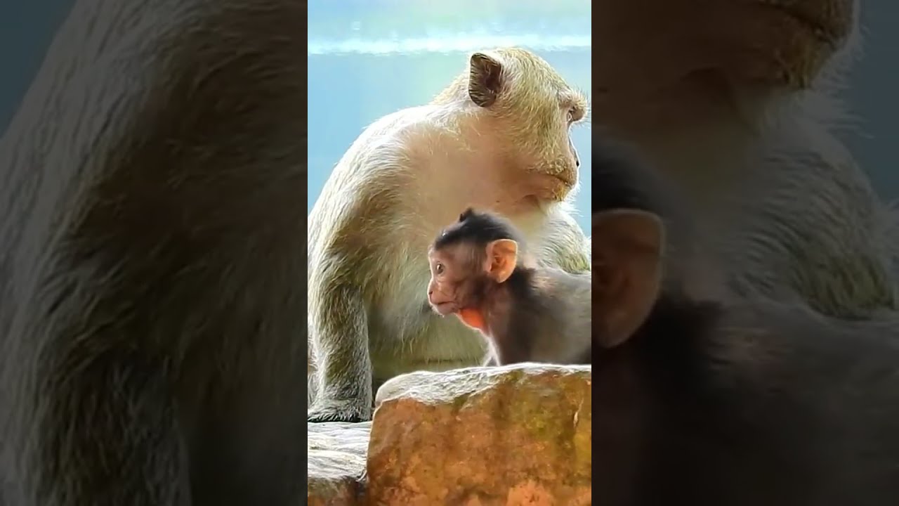 The monkeys Cambodia #youtubeshorts #shorts