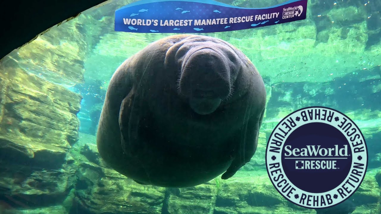 Manatee Rehabilitation Area & SeaWorld Rescue 4k Tour : Seaworld Orlando