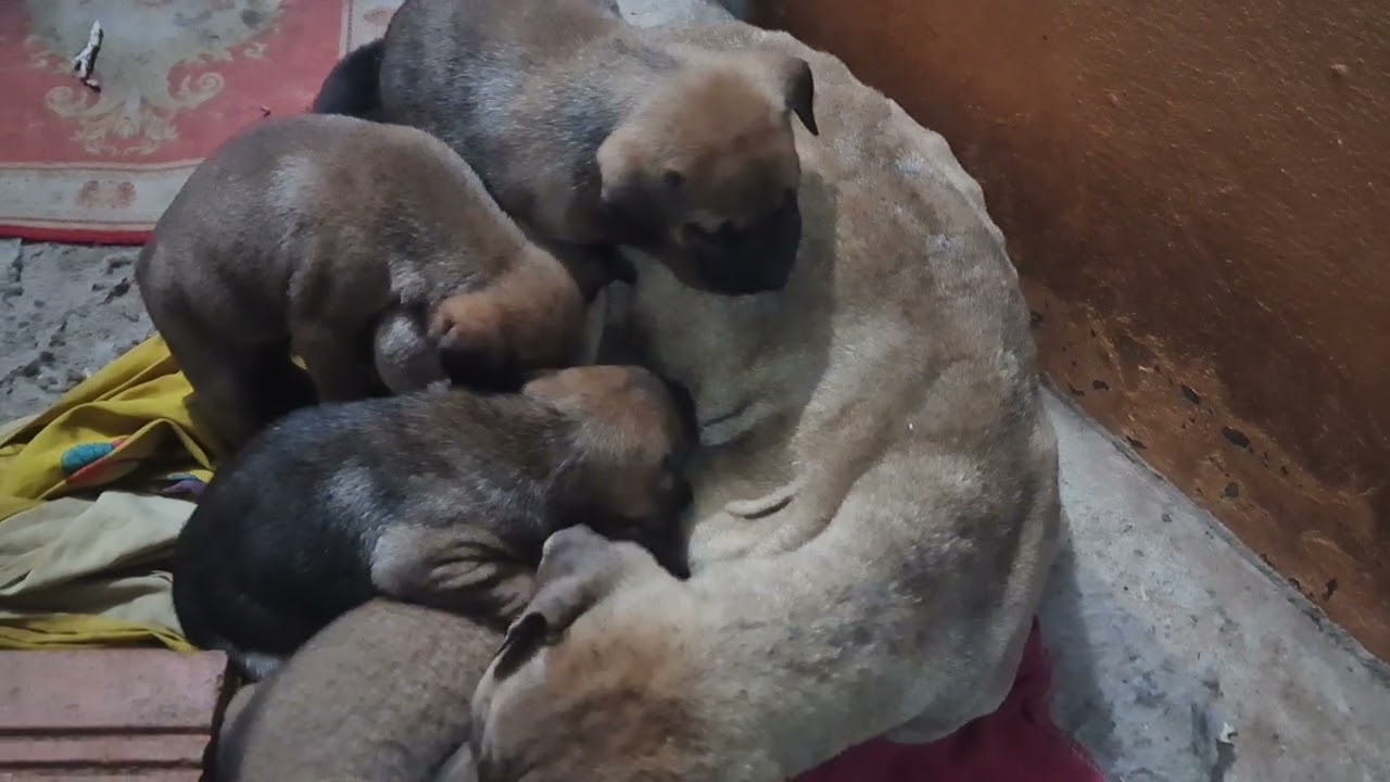 Day 6: The puppies continue to be cared for by their mother.