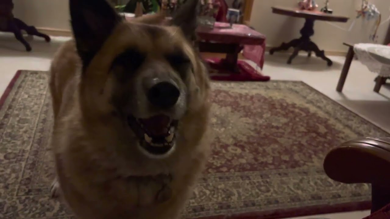 German Shepherd Tantrum