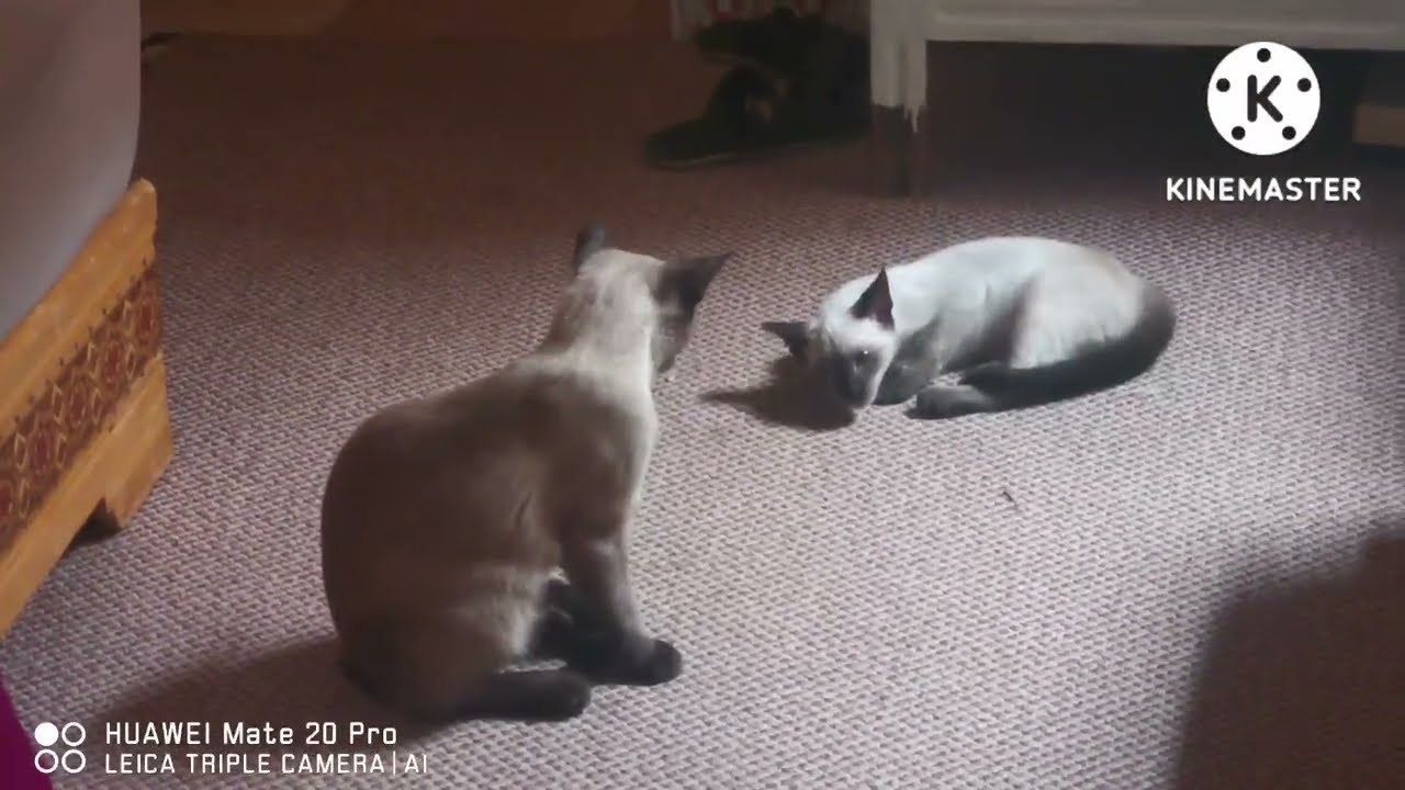 صراع قطتين katty and anna #قطط #قطط_مضحكة #cat #cats #catlover #chat #katty
