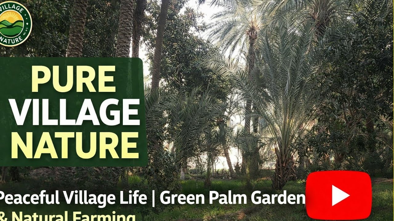 Peaceful Village Life | Green Palm Garden & Natural Farming