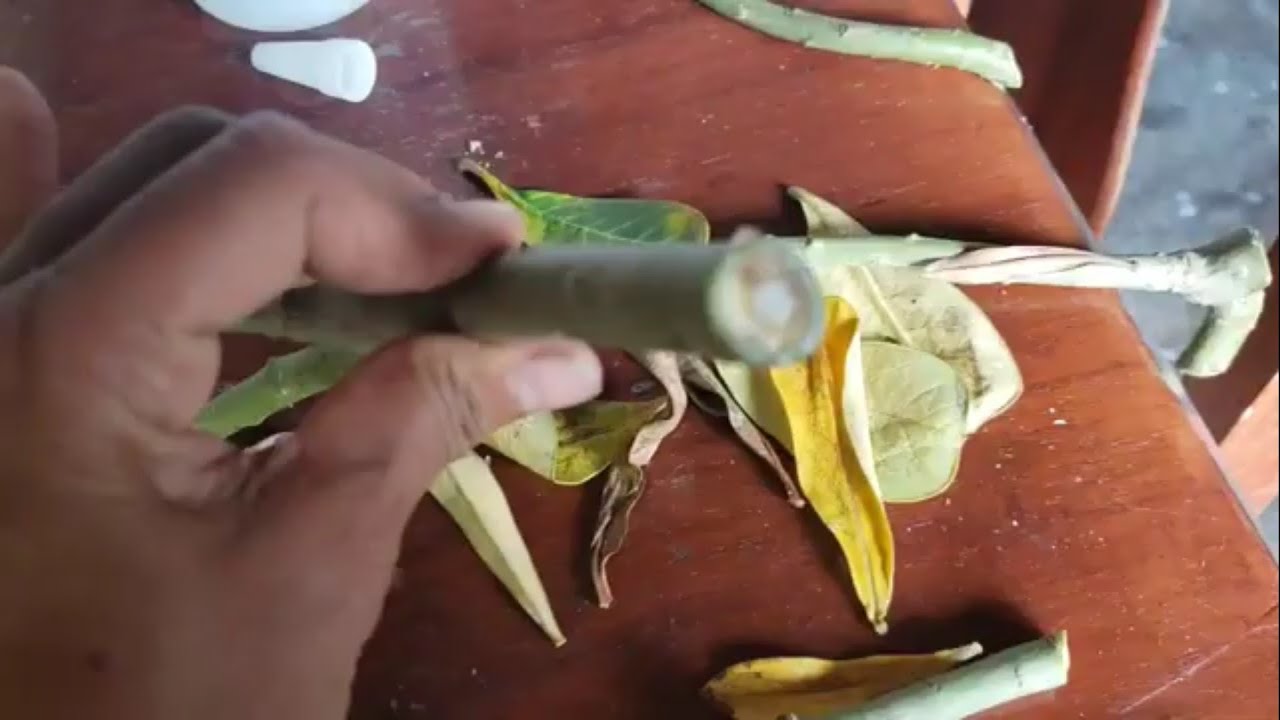 Como fazer muda de rosa do deserto só com galho