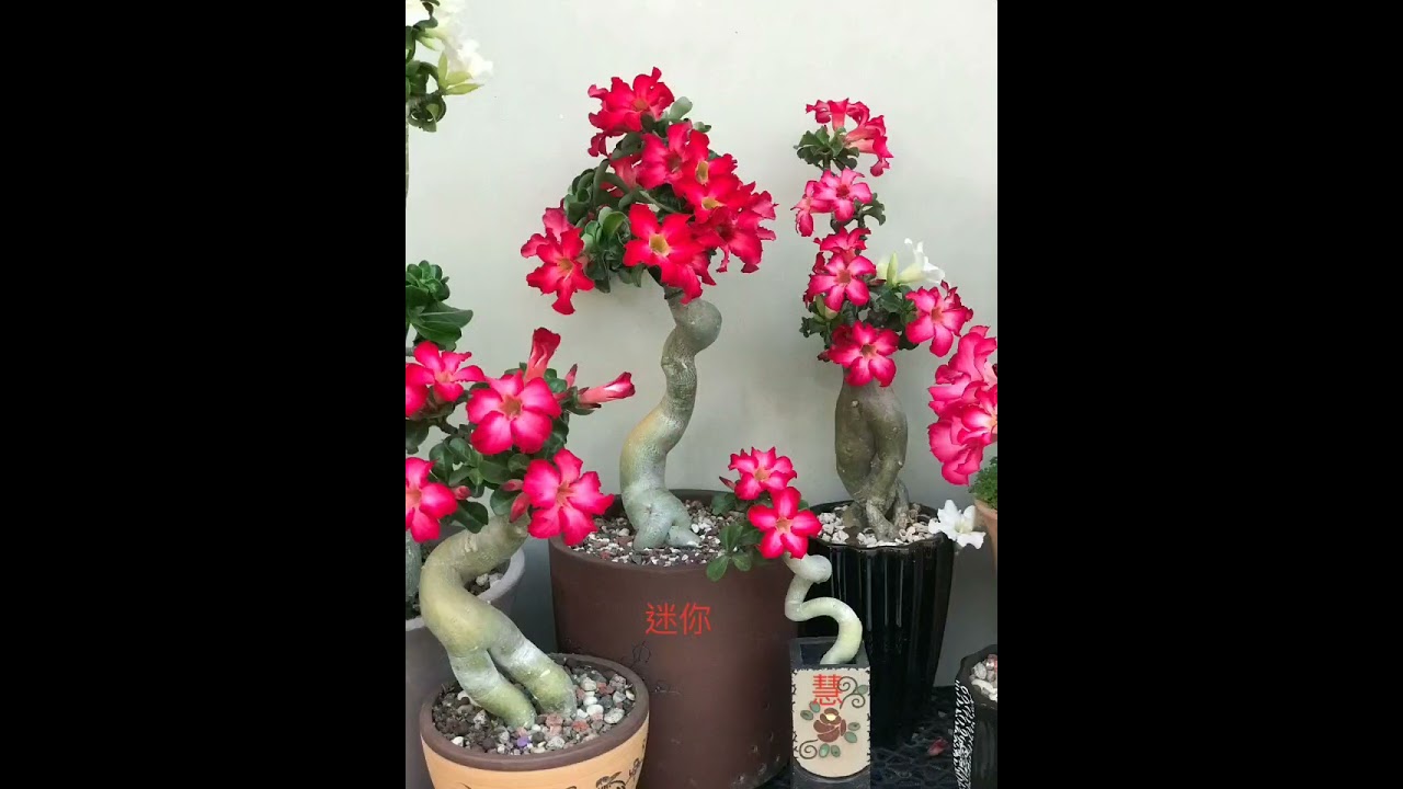 2021年沙漠玫瑰花友成果展