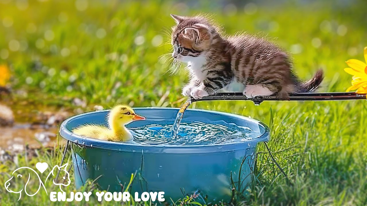 Успокаивающая музыка для кошек🎼😺, Влюбленные котята, милые игры, звуки кошек - Музыка для кошек