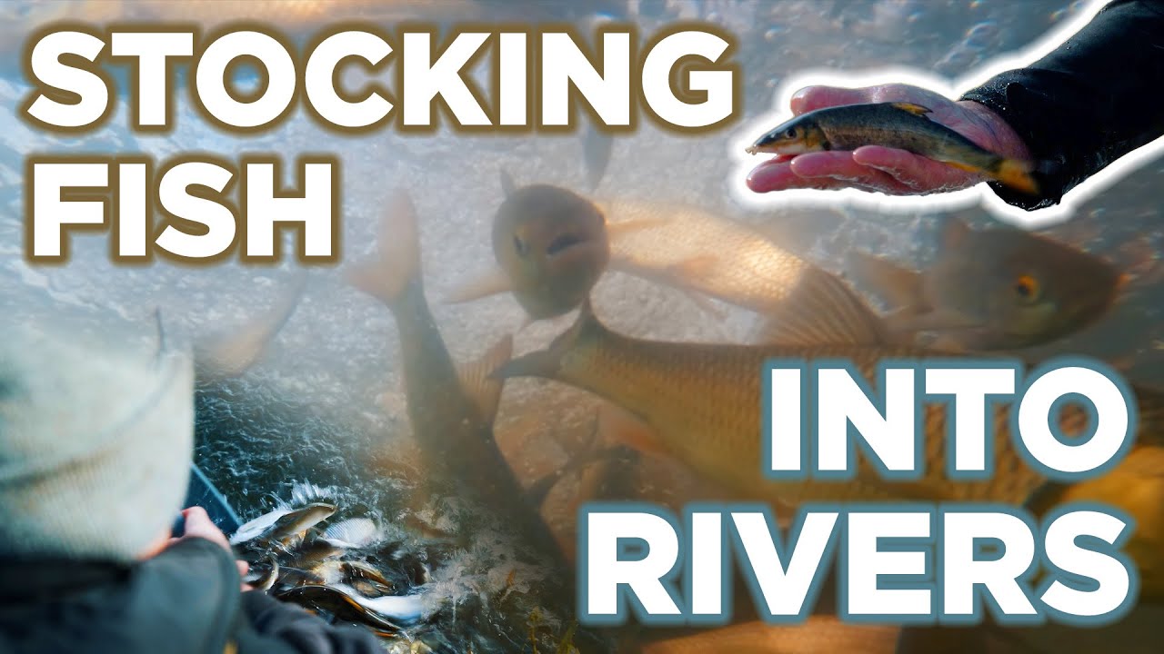 Why do the EA stock fish into rivers?