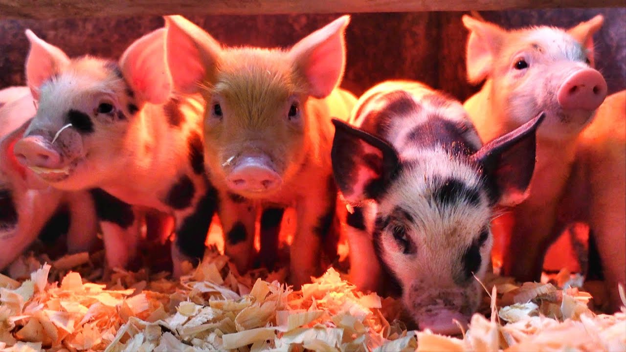 It's a Wonderful Day on the Farm!