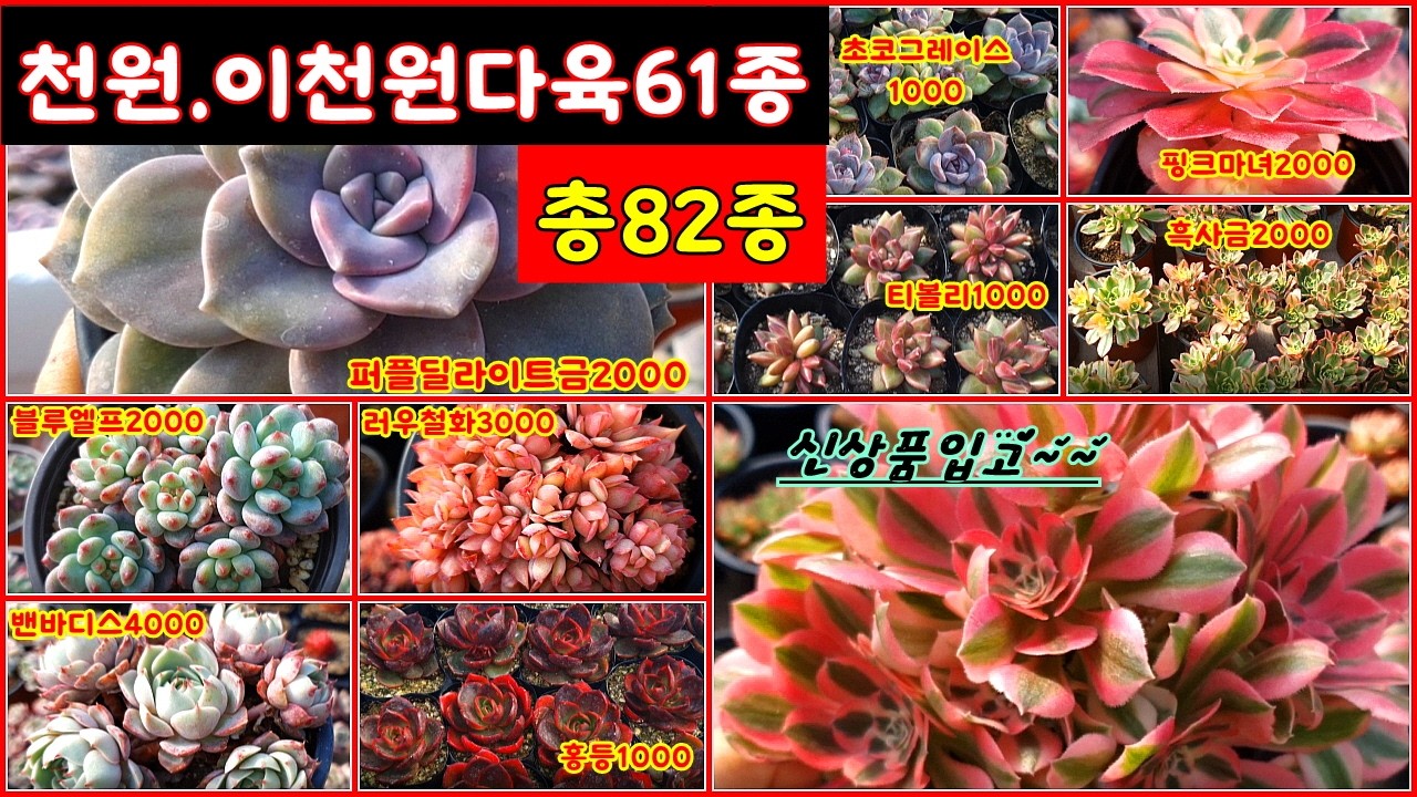 💗2월18일 대소다육❤💗신상품입고~~천원. 이천원다육61종. 총82종. 소품.중품.대품 .착한가격.에오니옴. 이쁜아이들  만나보세요.#多肉植物#succulent #다육이#다육