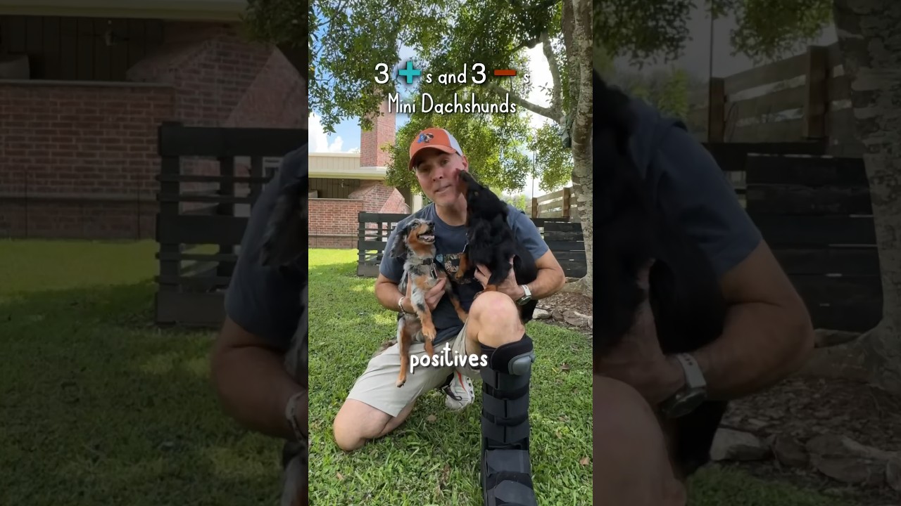 🦴 Positive & Negatives Of Mini Dachshunds