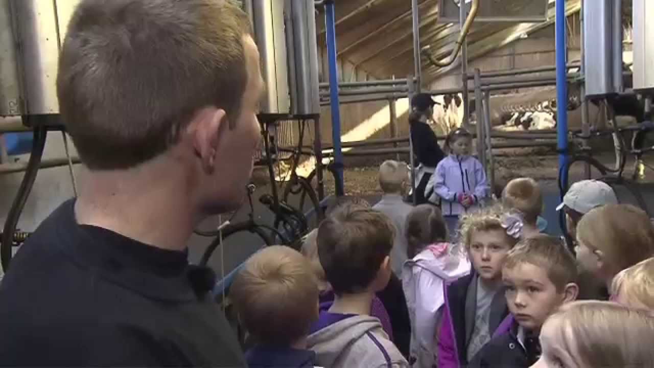 Sådan malkes køerne