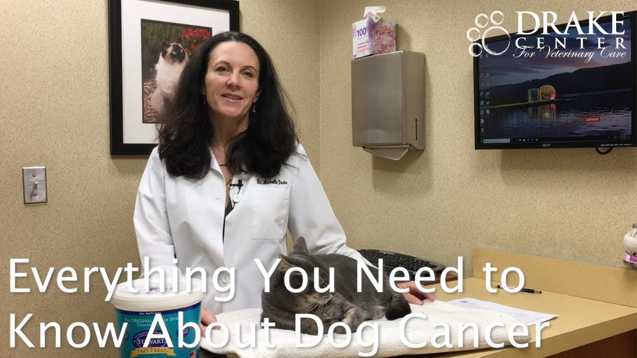 Everything You Need to Know About Dog Cancer