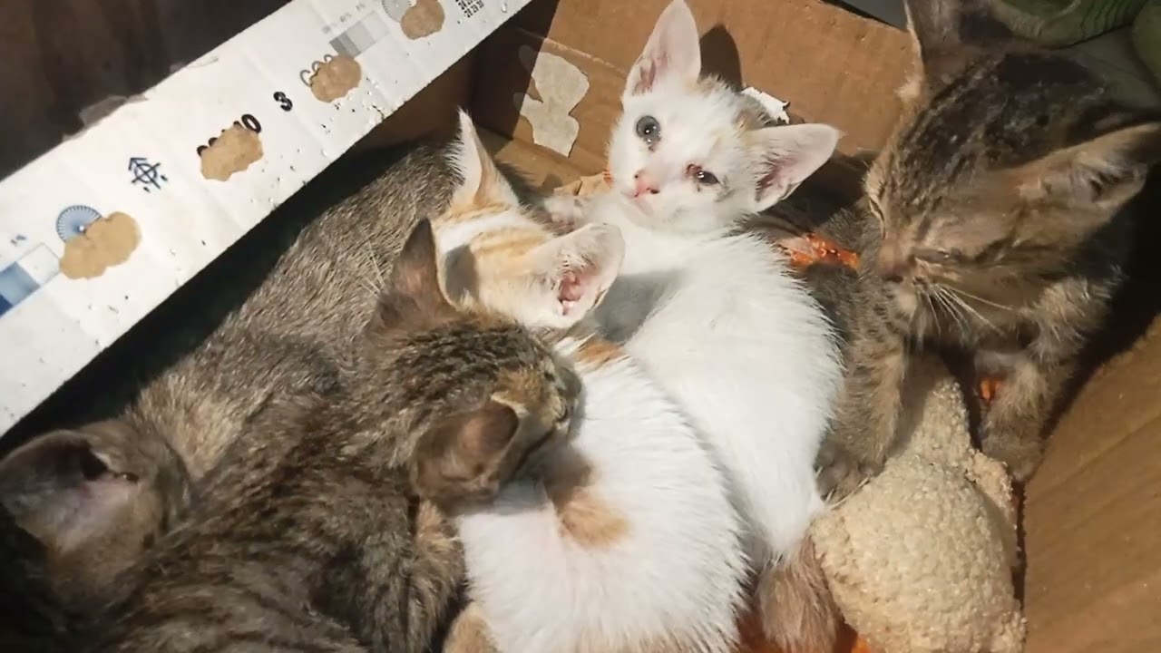 They have been sick for a few days.