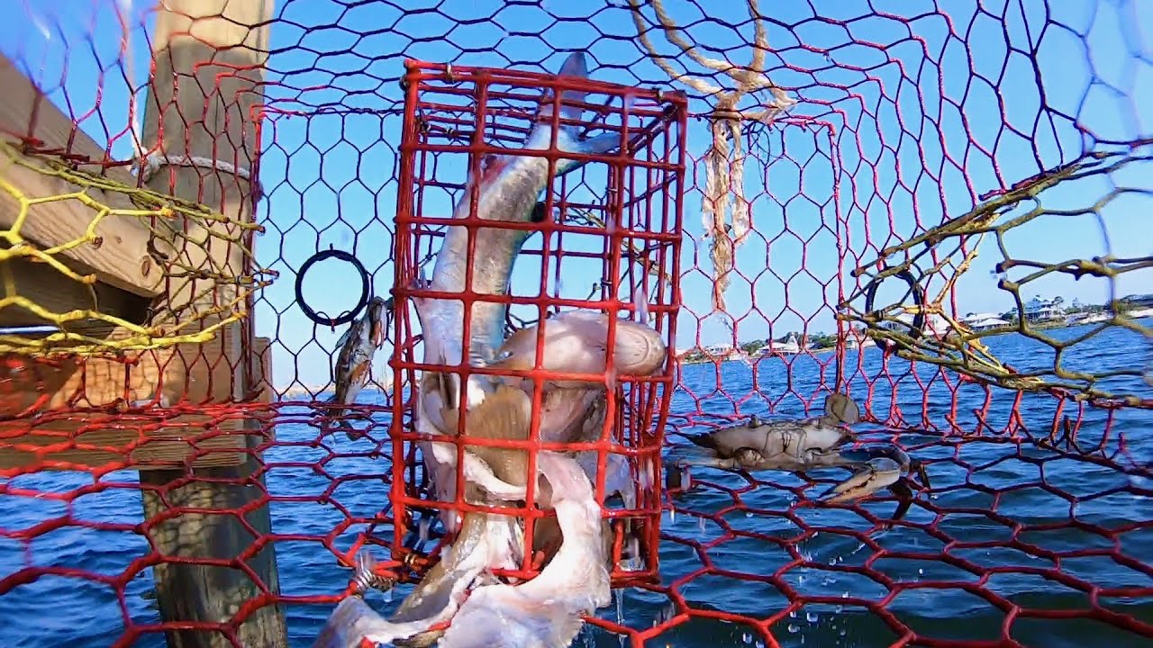 What Happens in a Crab Trap When It&rsquo;s Underwater?