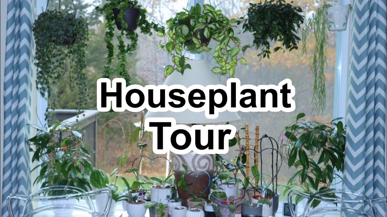 Plant Tour // My Houseplant Collection // Plants In Every Room