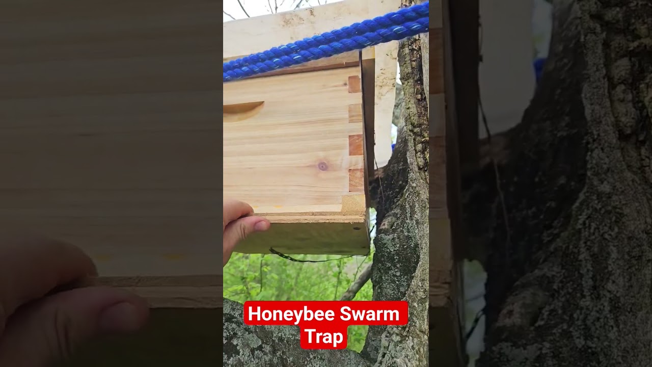 Honey Bee Swarm Trap in a Tree