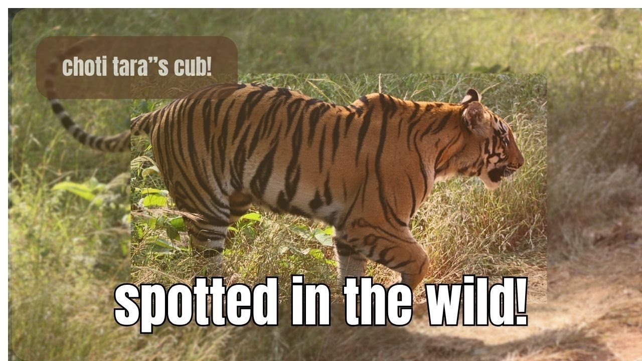 Kolara Core Gate - Tadoba Andhari Tiger Reserve - Tiger and Leopard Sighting