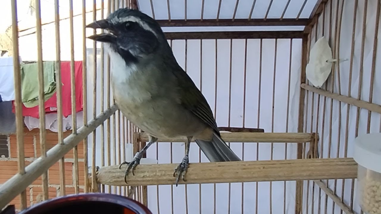 Esse vai ABRIR o CANTO do seu TRINCA FERRO ao MÁXIMO! Trinca Ferro Cantando MAQUINA Esquentar Trinca