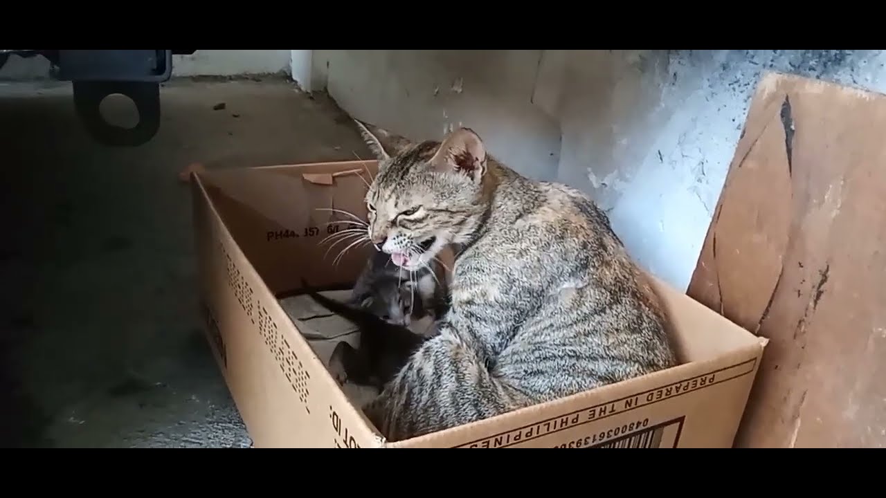 ANGRY MOMMY CAT REJECTED HER KITTENS