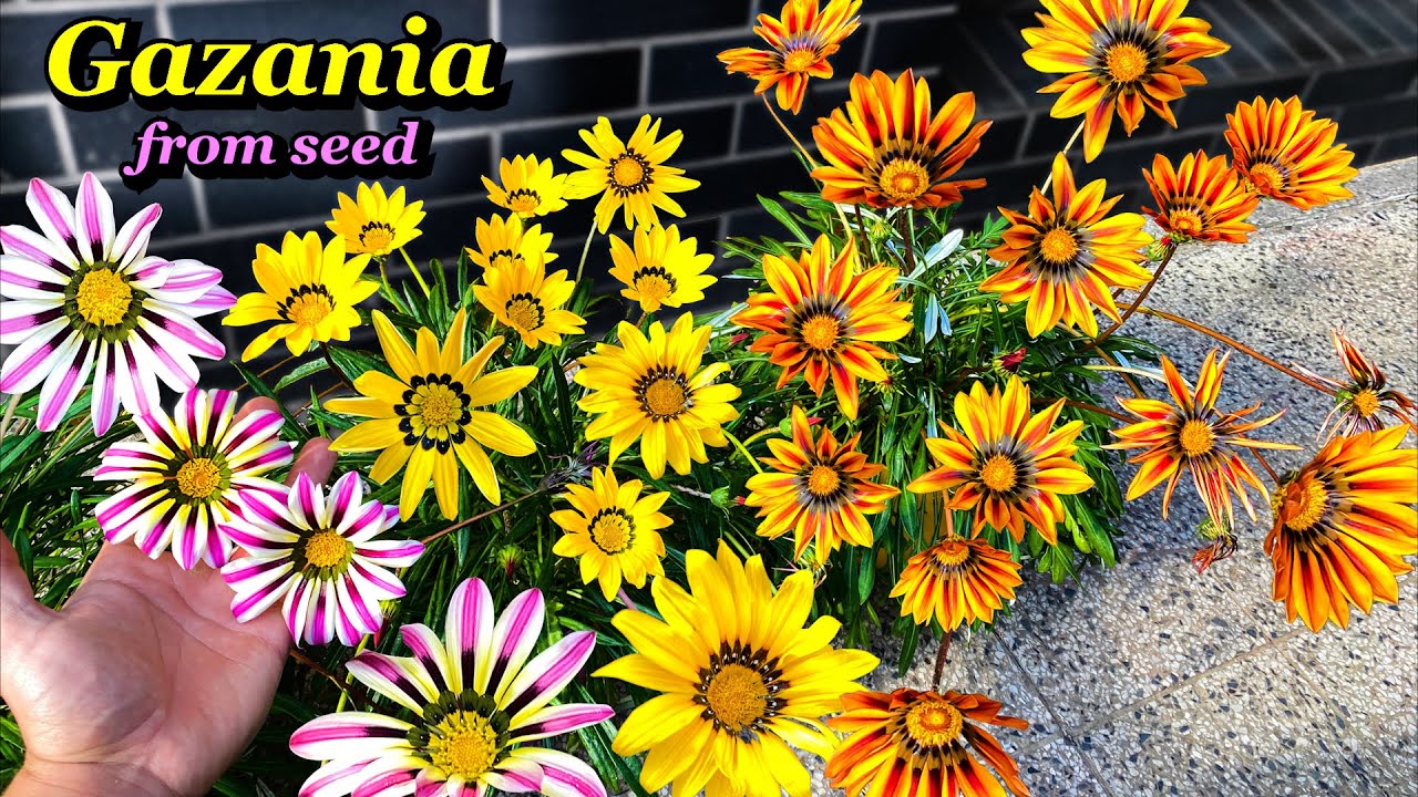 Growing Gazania Flowers from Seed - Step by Step (Containers & Pots)