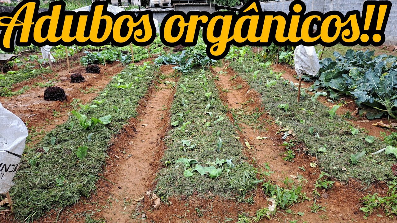 COMO É FEITO A ADUBAÇÃO ORGÂNICA NA HORTA/APROVEITA FO GRAMA CORTADA E ESTERCO DE CAVALO 