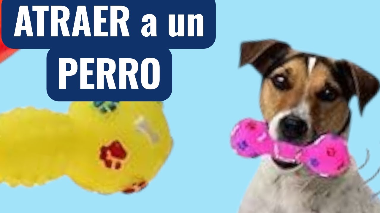 ATRAER a un PERRO 🐕 Sonido para Llamar a los Perros (GARANTIZADO)