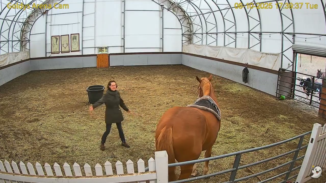 Goldy's Arena Rescues  529pm Janine Training Murphy;ET present  6102025
