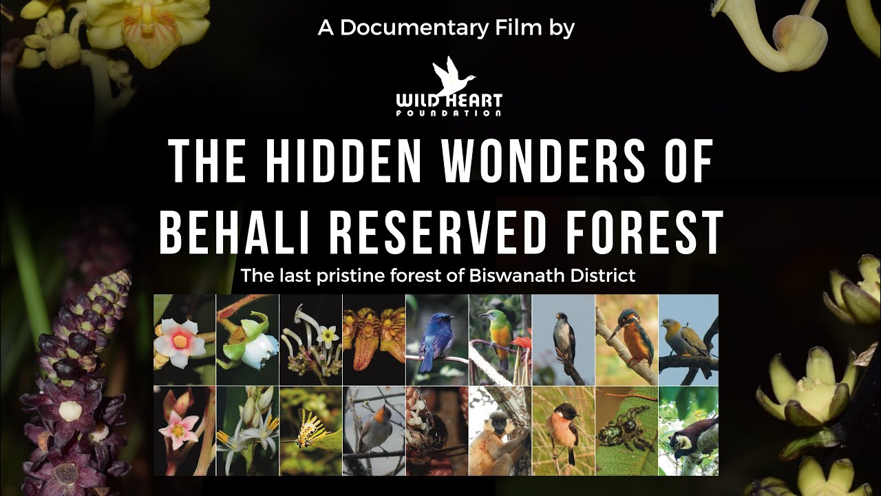 THE HIDDEN WONDERS OF BEHALI RESERVED FOREST / FULL DOCUMENTARY / ASSAMESE / 2022
