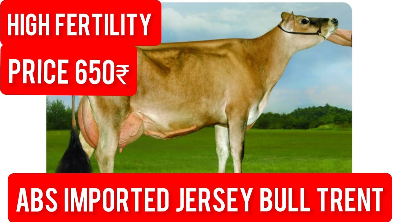ABS IMPORTED JERSEY BULL TRENT🐄FULL DETAILS🐄HIGH FERTILITY🐄#mannfarms #breeding