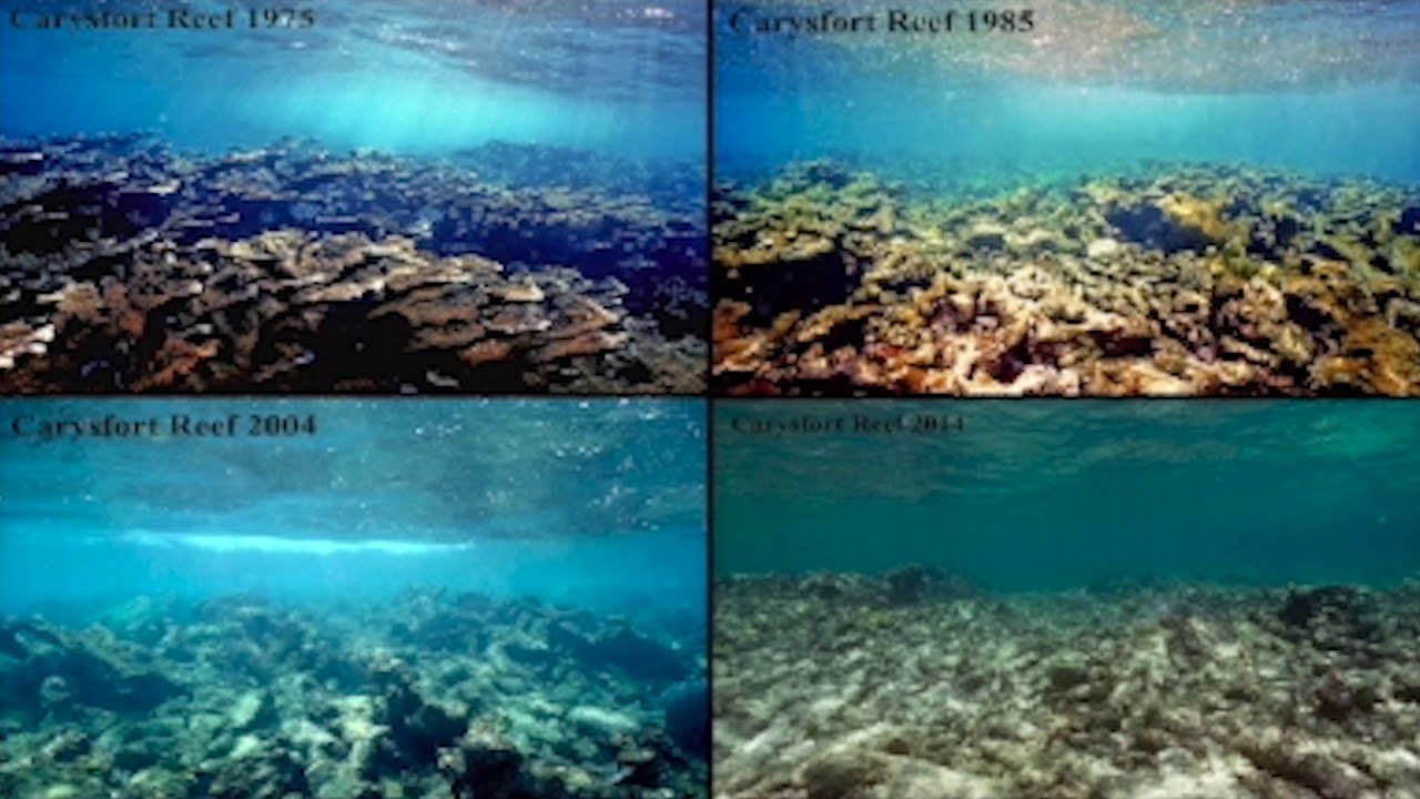 Using Robotics to Better Understand the Natural World