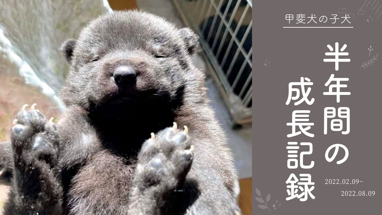 【甲斐犬】生まれて半年が経ったので、ツムギの成長記録を振り返ってみました！《犬猫多頭飼い》