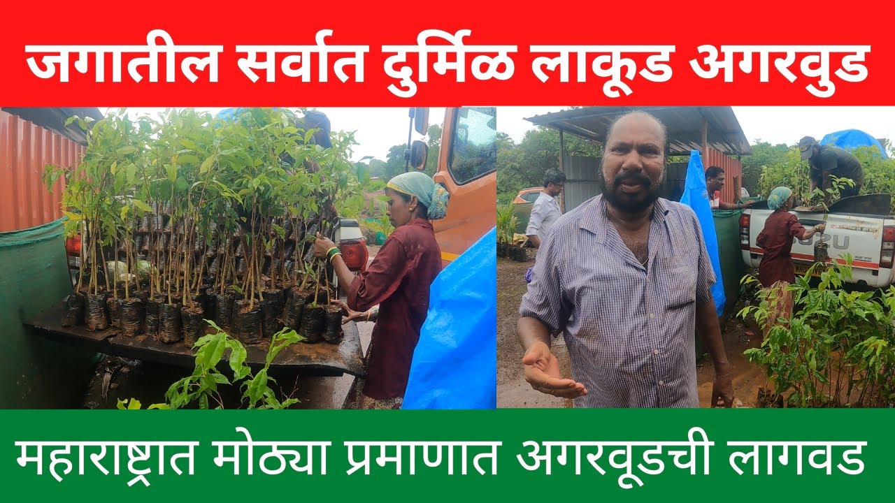 जगातील सर्वात दुर्मिळ लाकूड अगरवुड | महाराष्ट्रात मोठ्या प्रमाणात अगरवूडची लागवड | agarwood | kokan