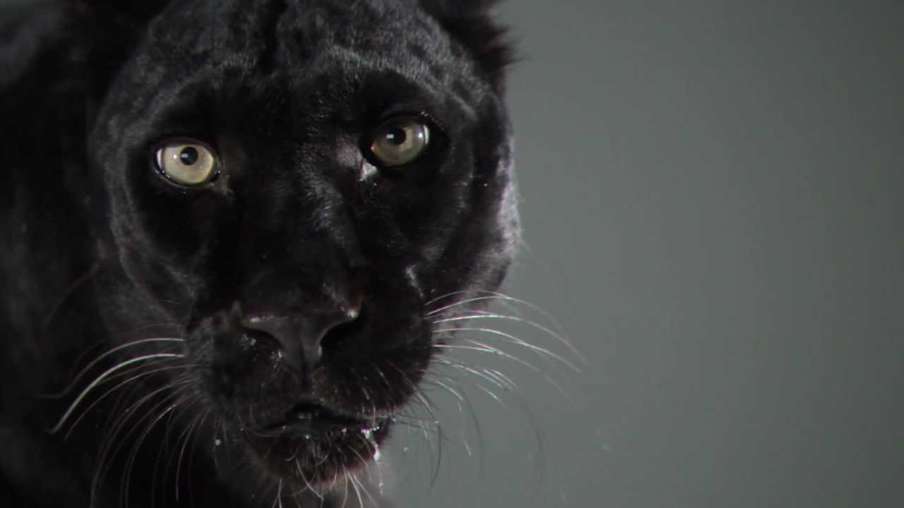 Black Leopard | Slow Motion Cats Phantom Camera Series