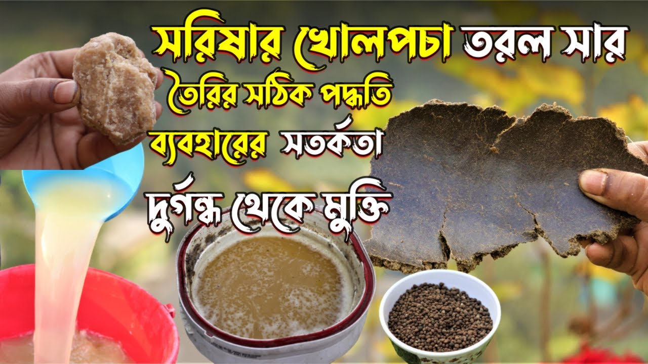 সরিষার খোলপচা তরল সার তৈরির সঠিক পদ্ধতি এবং ব্যবহারের সতর্কতা || Use Mustard Cake Liquid Fertilizer
