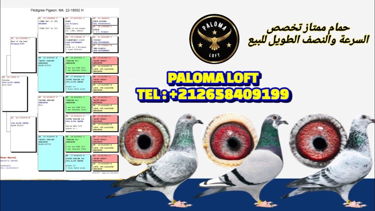 حمام ممتاز تخصص السرعة والنصف الطويل للبيع عند الطونديم PALOMA LOFT واتساب 0622460612