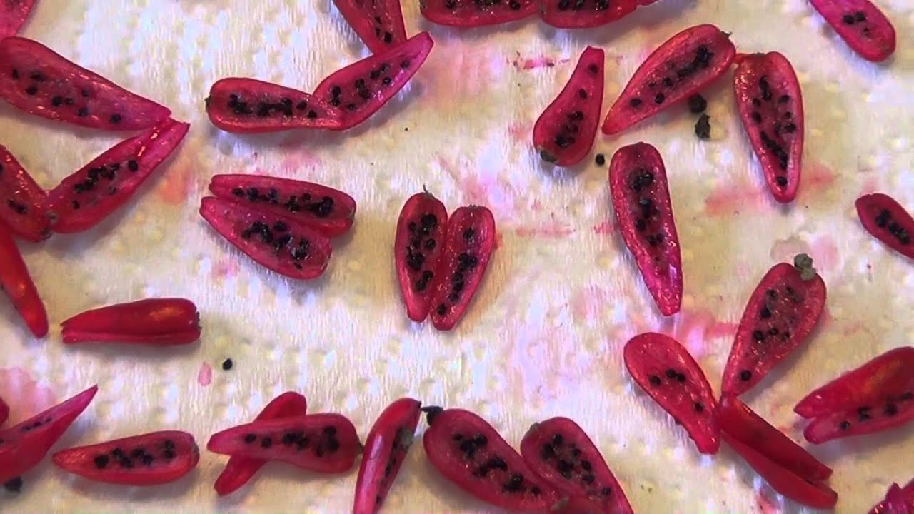 Basic How To: Harvesting cacti seed (Mammillaria prolifera)