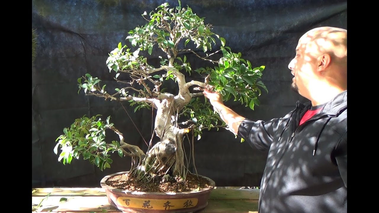 Ficus retusa de Santiago