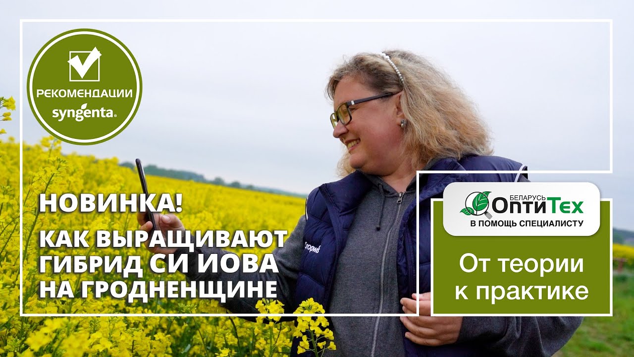 Новинка. Гибрид СИ Иова. Как выращивают озимый рапс Сингента на Гродненщине.