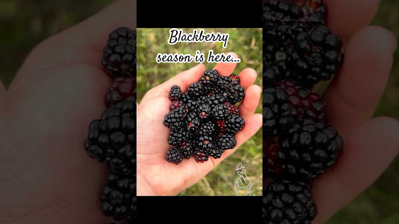 Blackberry season 