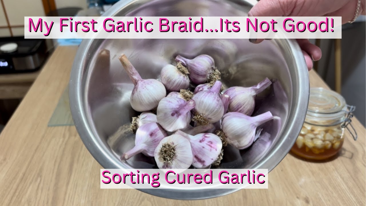 Garlic Cured & Ready For a Braid&hellip;(Fail)🧄| Plus A New Batch Of Fermented Honey Garlic🍯
