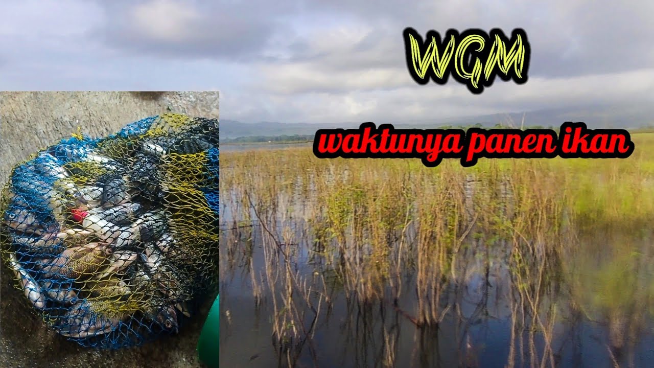 WGM terkini...rejeki ahir tahun❗air naik banyak,,ikan pada kelaparan
